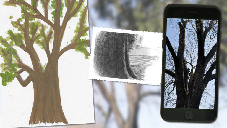 Foto- und Malwettbewerb: Verständnis für Bäume