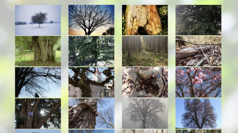 Viele Bilder für Bäume